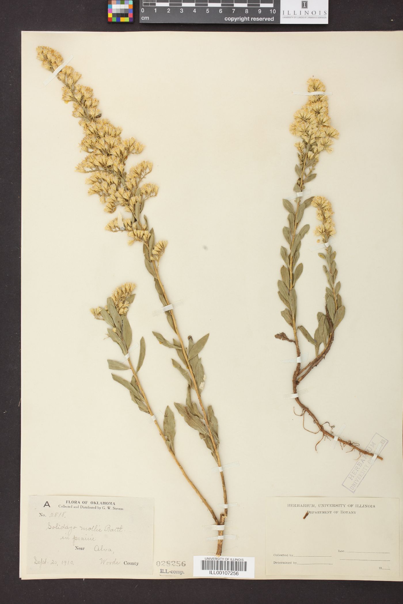 Solidago mollis image