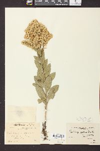 Solidago mollis image