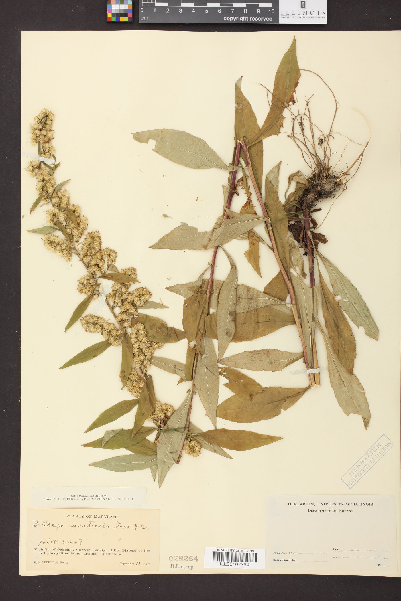 Solidago monticola image