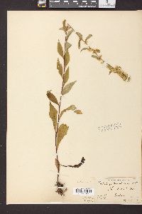 Solidago monticola image