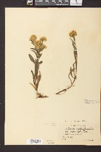 Solidago multiradiata image