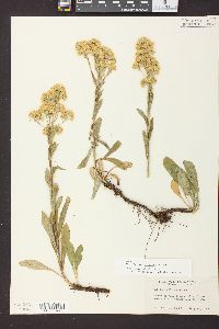 Solidago multiradiata image