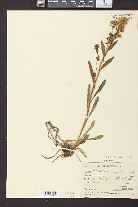 Solidago multiradiata image