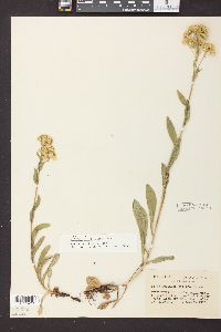 Solidago multiradiata image