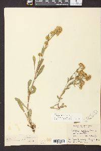 Solidago multiradiata image