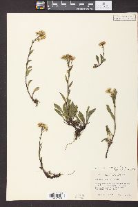 Solidago multiradiata image