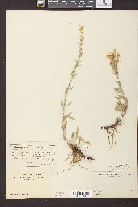 Solidago nana image