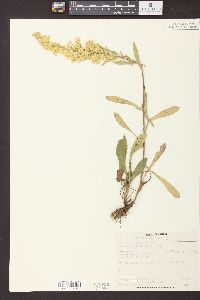 Solidago nemoralis subsp. decemflora image