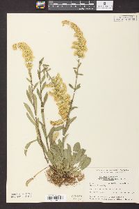 Solidago nemoralis subsp. decemflora image