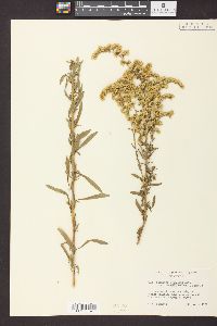 Solidago nemoralis subsp. decemflora image