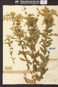 Solidago odora var. chapmanii image