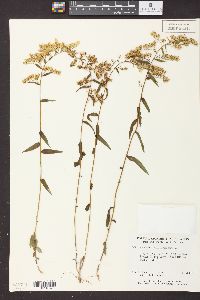 Solidago odora var. odora image