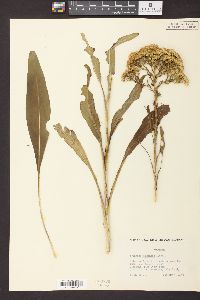 Solidago ohioensis image