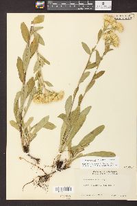 Oreochrysum parryi image