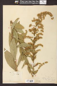 Solidago patula image