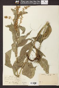 Solidago patula image