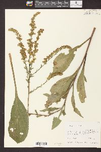 Solidago patula image