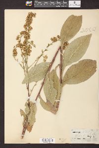 Solidago patula image