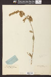 Solidago patula image