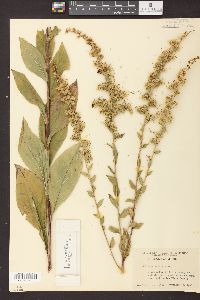 Solidago patula image