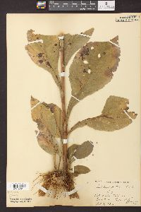 Solidago patula image