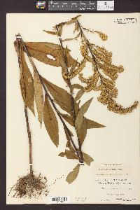 Solidago patula image