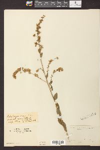 Solidago patula image