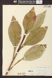 Solidago patula image