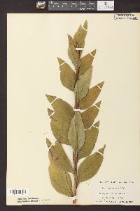 Solidago patula image