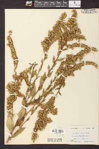 Solidago patula image