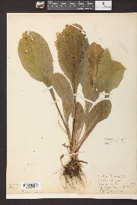 Solidago patula image