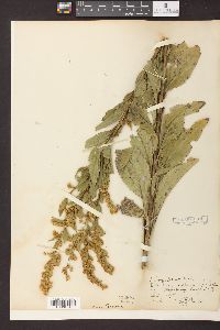 Solidago patula image