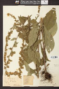 Solidago patula image