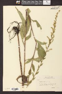 Solidago patula image