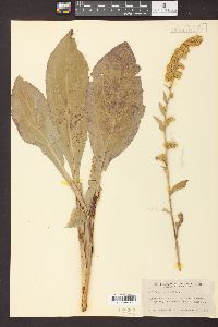 Solidago patula image