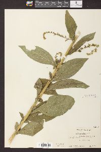 Solidago patula image