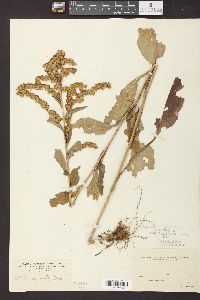 Solidago patula image