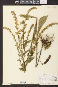 Solidago patula image