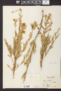 Solidago petiolaris image