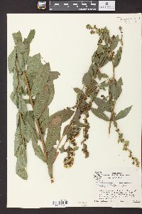 Solidago petiolaris image