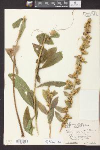 Solidago petiolaris image