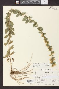 Solidago petiolaris image