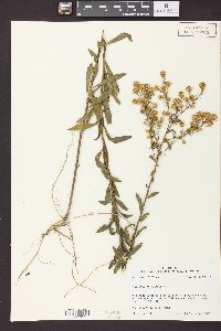 Solidago petiolaris image