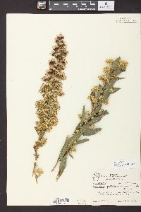 Solidago petiolaris image