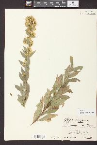 Solidago petiolaris image