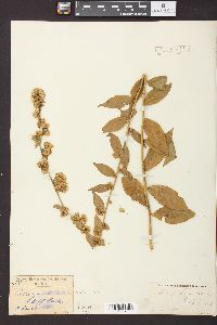 Solidago petiolaris image