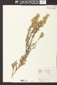 Solidago petiolaris image