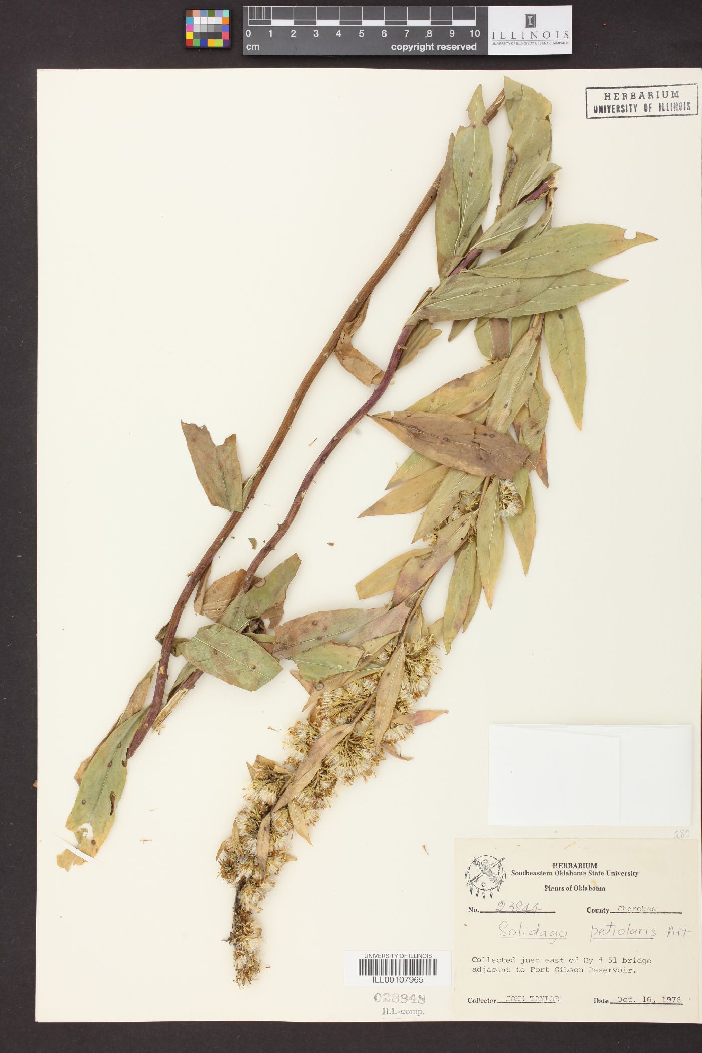 Solidago petiolaris image