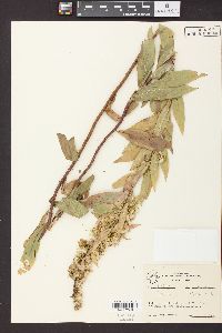 Solidago petiolaris image