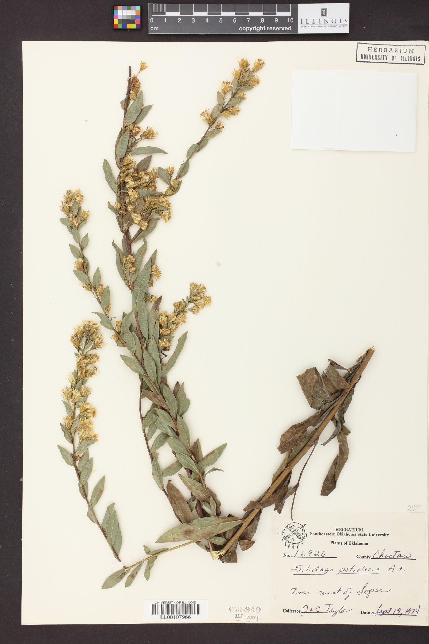 Solidago petiolaris image